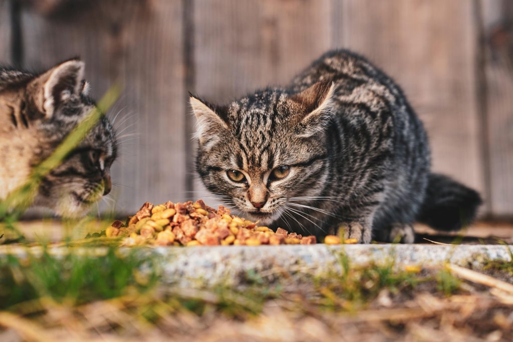 Best Food for Cats: Complete Nutrition Guide for Healthy Cats