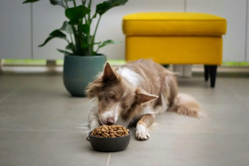 Best Food for Dogs: A Complete Nutrition Guide for Healthy, Happy Pets