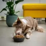 Best Food for Dogs: A Complete Nutrition Guide for Healthy, Happy Pets