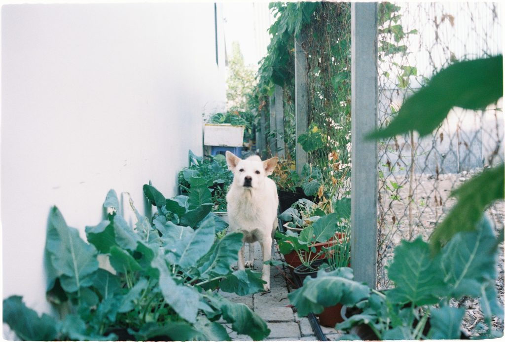 Best Vegetables for Dogs What to Feed and What to Avoid