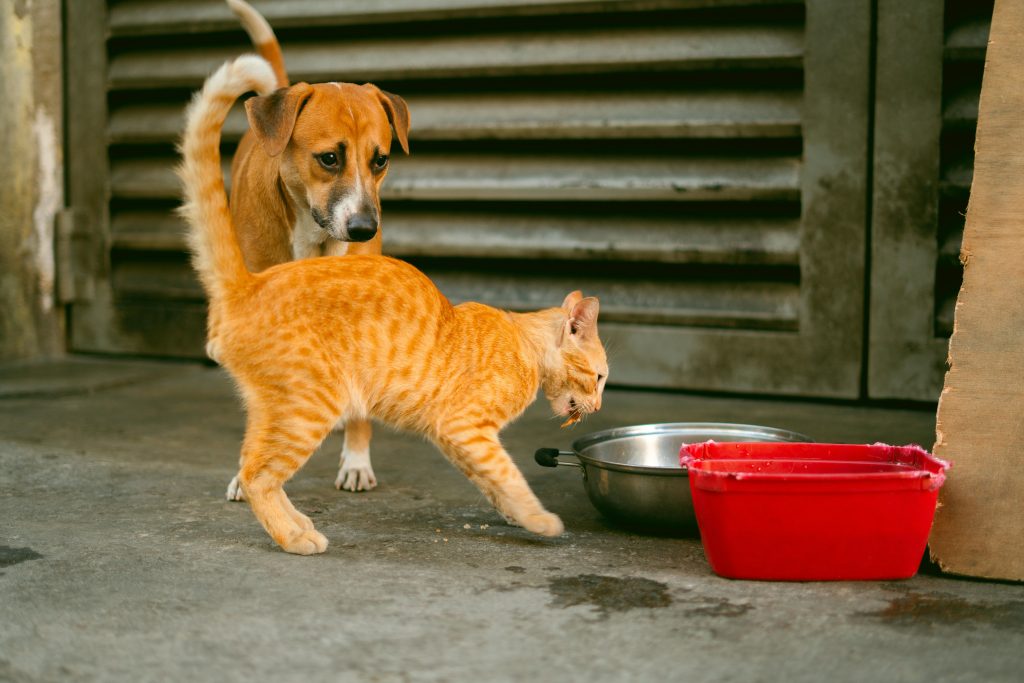 Can Cats Eat Dog Food What Every Owner Should Know