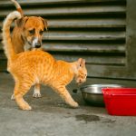 Can Cats Eat Dog Food What Every Owner Should Know