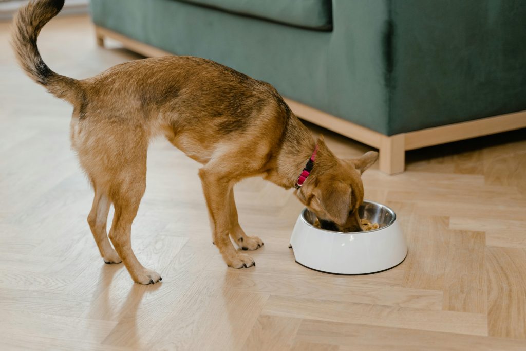 Can Dogs Eat Rice Benefits, Risks and How to Serve It Safely