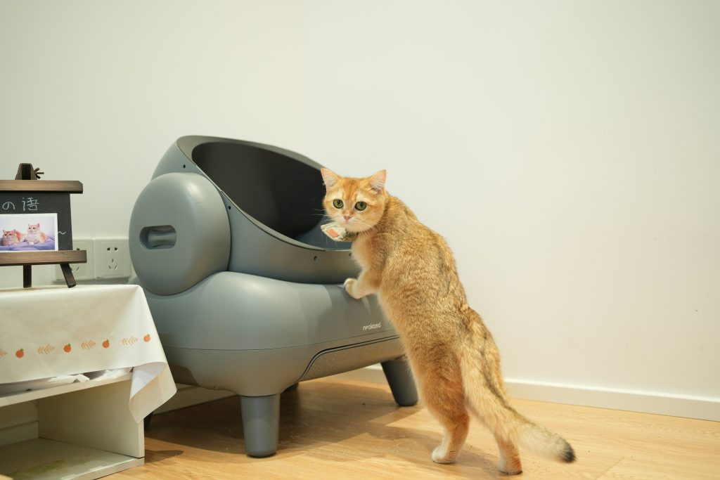 Cat Diarrhea Causes, Symptoms & Fast Treatment Guide