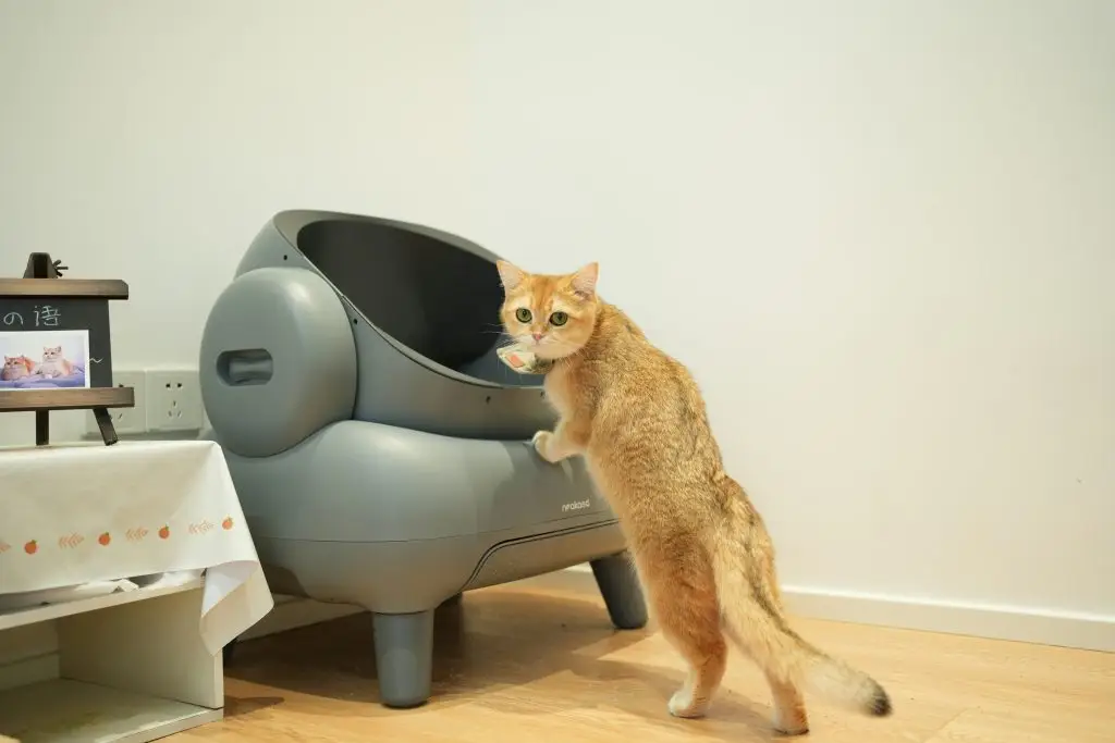 Cat Diarrhea Causes, Symptoms & Fast Treatment Guide