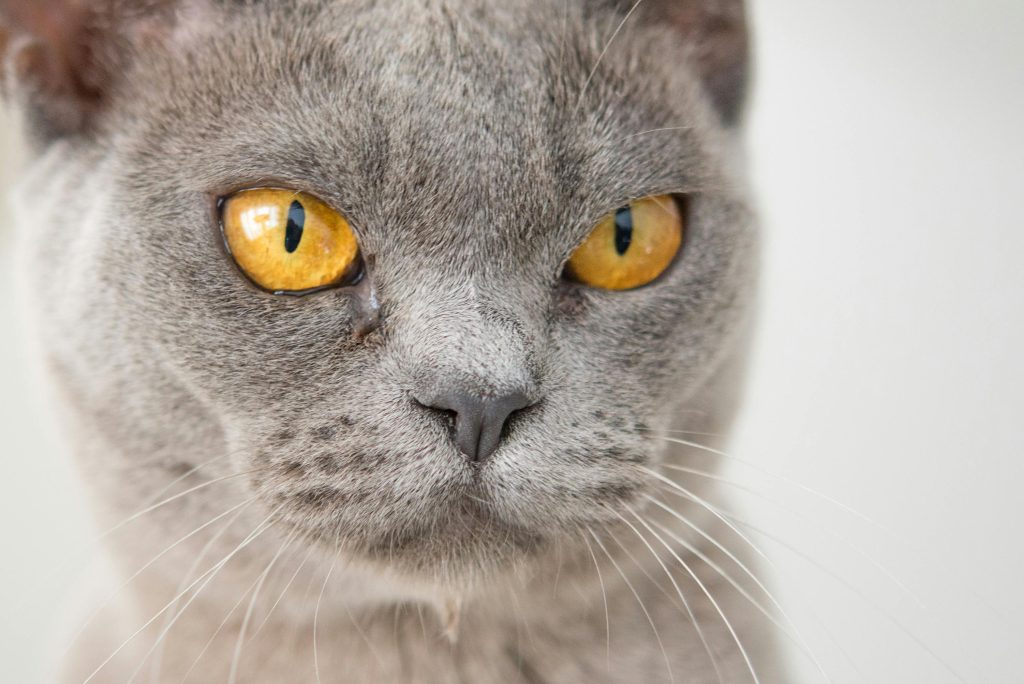 Cat Eye Problems Common Issues, Symptoms and When to See a Vet