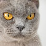 Cat Eye Problems: Common Issues, Symptoms and When to See a Vet