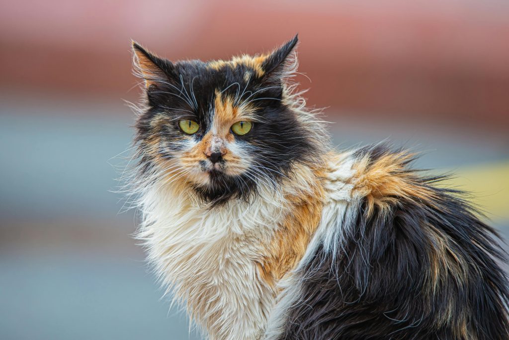 Cat Hair Loss Causes, Symptoms and Complete Treatment Guide