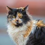 Cat Hair Loss: Causes, Symptoms and Complete Treatment Guide