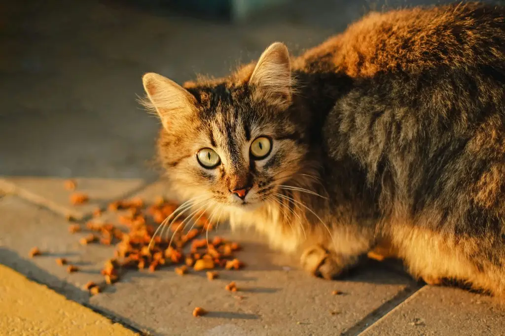 Cat Not Eating? Here’s Why It Happens and What You Should Do