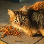 Cat Not Eating? Here’s Why It Happens and What You Should Do
