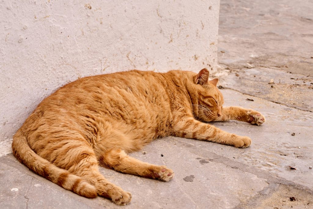 Cat Pregnancy: Signs, Stages and What to Expect