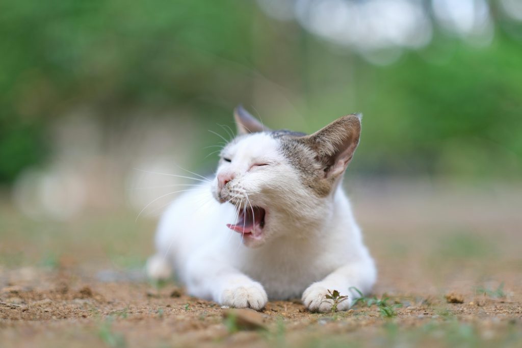 Cat Sneezing Causes, Symptoms and When to See a Vet