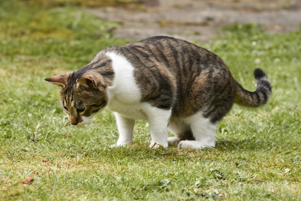 Cat Urinary Problems Signs, Causes and Complete Treatment Guide