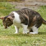 Cat Urinary Problems: Signs, Causes and Complete Treatment Guide