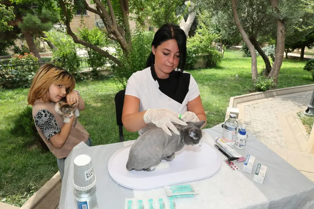 Cat Vaccinations: Which Vaccines Does Your Cat Need and When