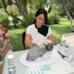 Cat Vaccinations: Which Vaccines Does Your Cat Need and When