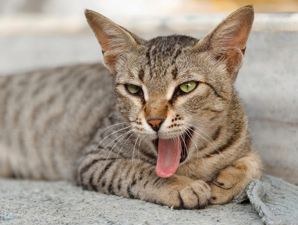 Cat Vomiting: When Is It Normal and When to See a Vet