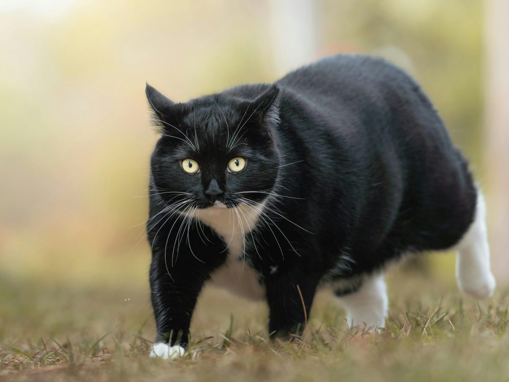 Cat Weight Loss Causes, Warning Signs and What You Should Do