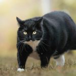 Cat Weight Loss: Causes, Warning Signs and What You Should Do