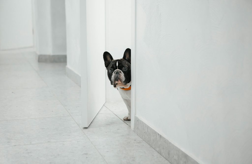 Dog Anxiety: Signs, Causes and How to Calm Your Anxious Dog