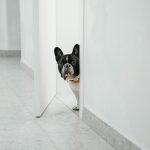 Dog Anxiety: Signs, Causes and How to Calm Your Anxious Dog