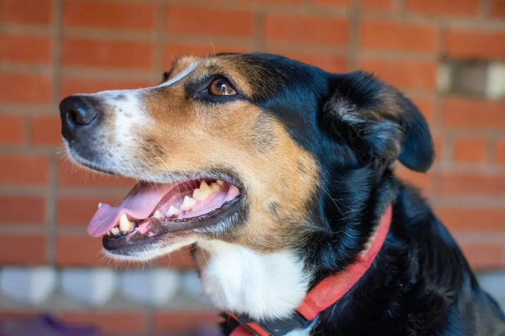 Dog Dental Care: How to Clean Your Dog’s Teeth and Prevent Dental Disease