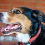 Dog Dental Care: How to Clean Your Dog’s Teeth and Prevent Dental Disease