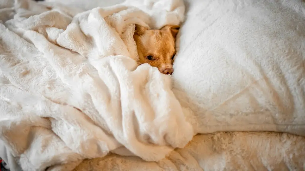Dog Fever Symptoms, Causes, and What You Should Do at Home