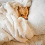 Dog Fever Symptoms, Causes, and What You Should Do at Home