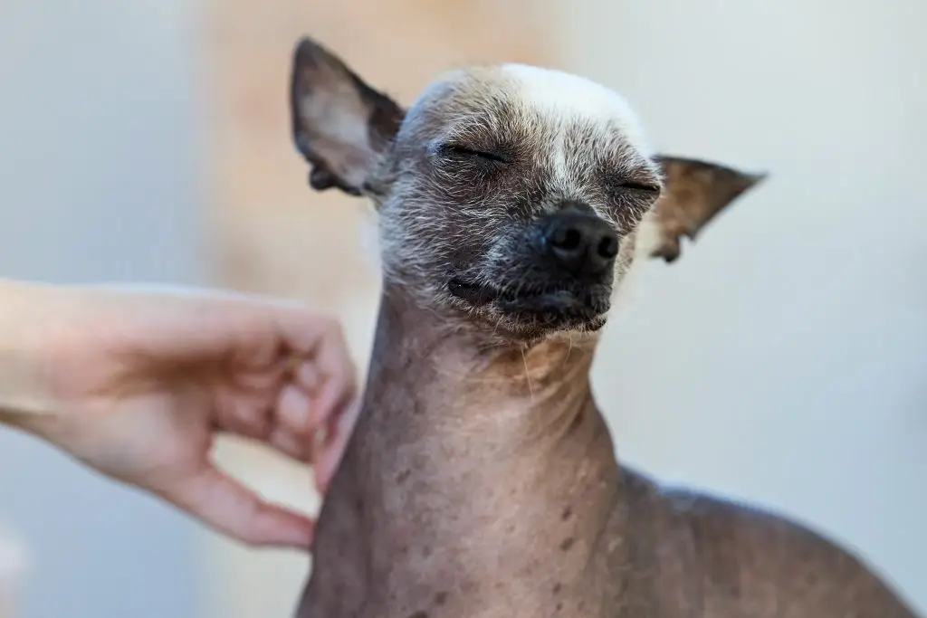 Dog Itching Problem: Causes, Symptoms and Effective Solutions That Actually Work