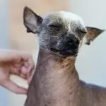 Dog Itching Problem: Causes, Symptoms and Effective Solutions That Actually Work