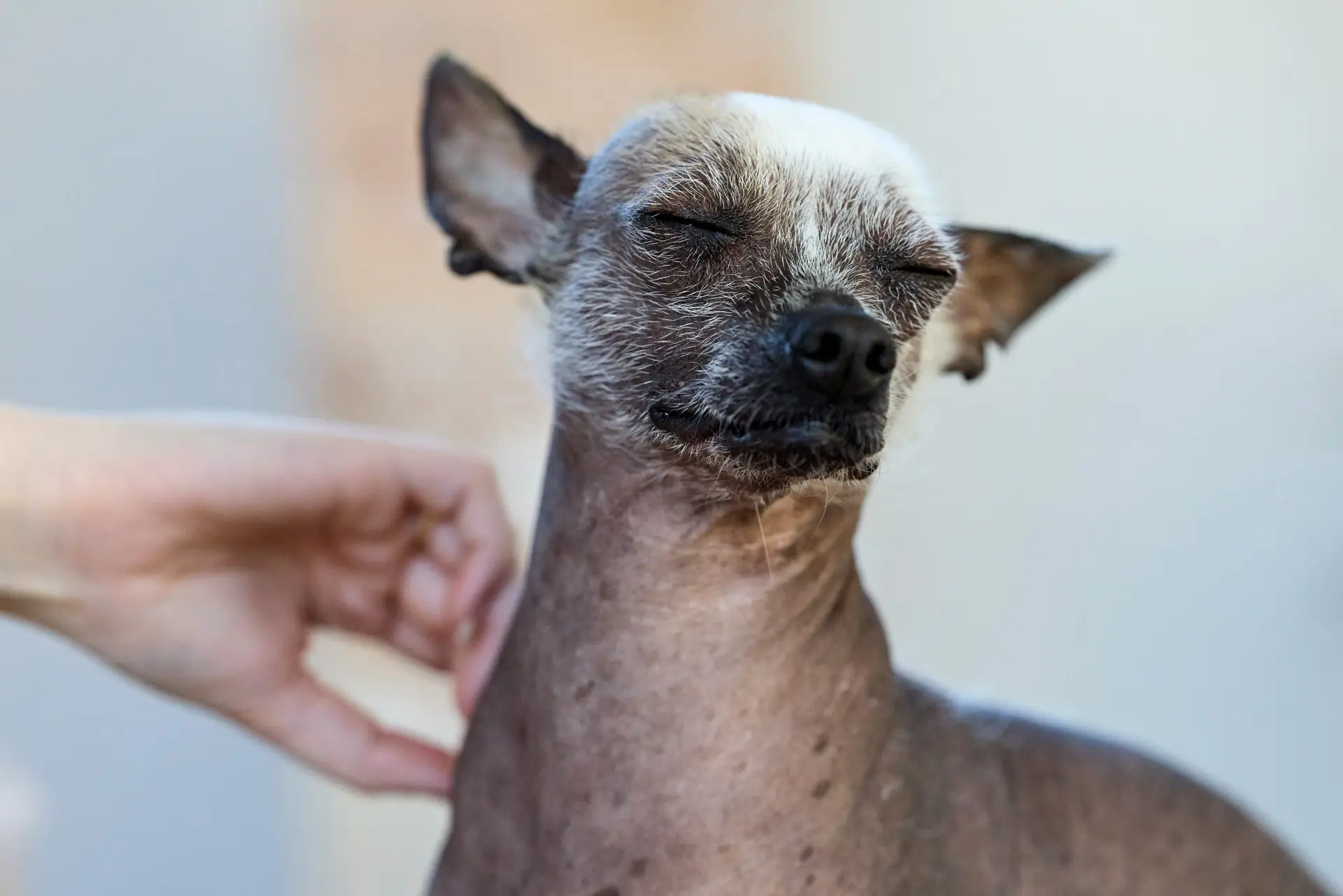 Dog Itching Problem Causes, Symptoms and Effective Solutions That Actually Work