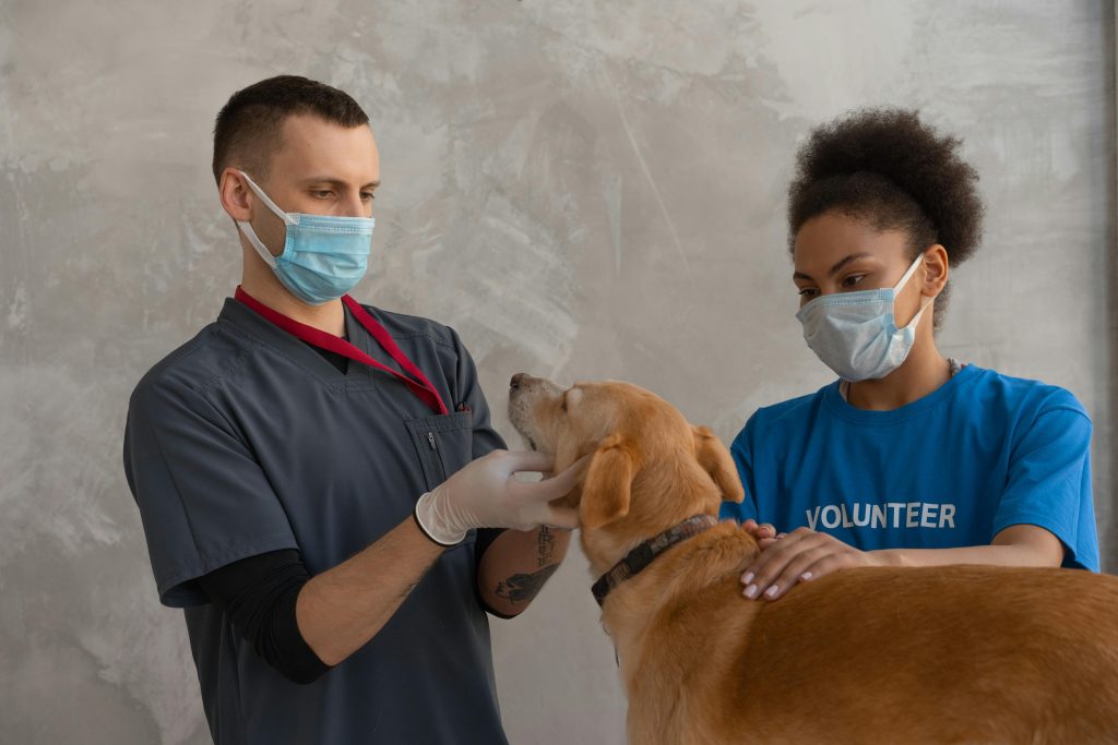 Dog Skin Problems: Types, Causes and Complete Treatment Guide