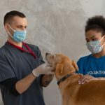 Dog Skin Problems: Types, Causes and Complete Treatment Guide