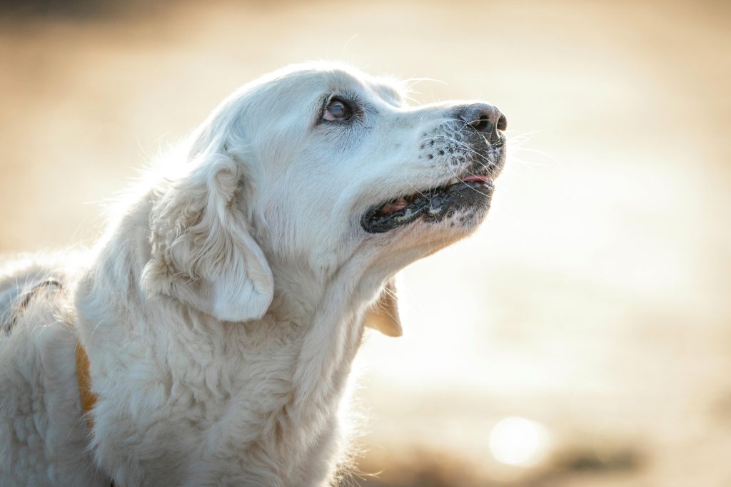 How Long Do Dogs Live? Average Lifespan by Breed and How to Help Your Dog Live Longer