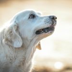 How Long Do Dogs Live? Average Lifespan by Breed and How to Help Your Dog Live Longer