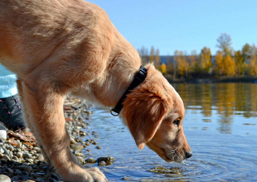 How Much Water Should a Dog Drink Per Day A Complete Guide