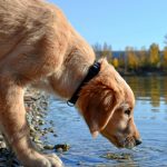 How Much Water Should a Dog Drink Per Day A Complete Guide