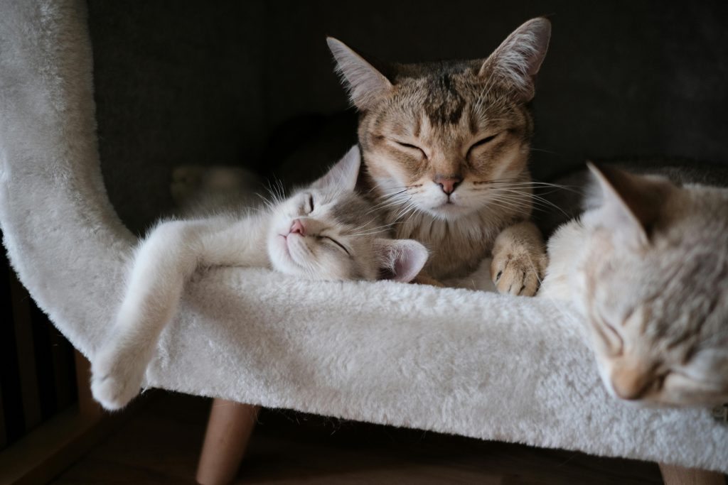 How to Introduce a New Cat to Your Home Step by Step Guide