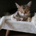 How to Introduce a New Cat to Your Home: Step by Step Guide