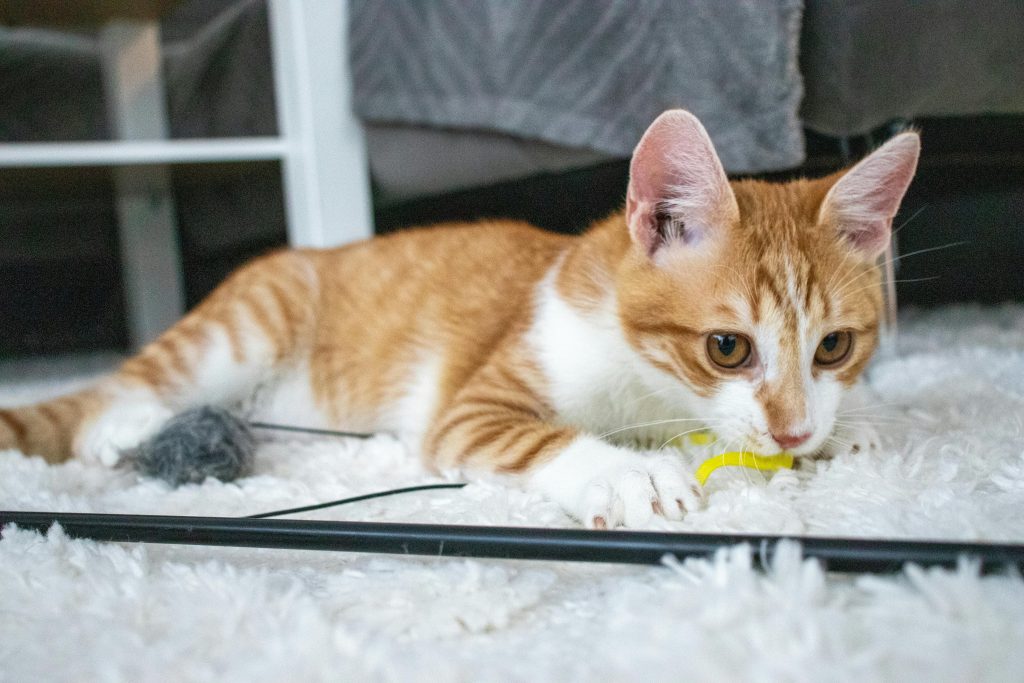 How to Take Care of a Cat: A Complete Guide for New Owners
