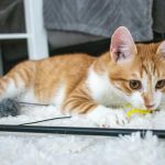 How to Take Care of a Cat: A Complete Guide for New Owners