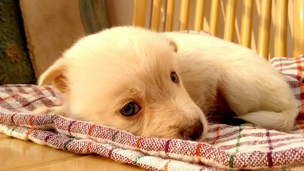How to Take Care of a Puppy: A Complete Guide for First-Time Owners
