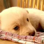 How to Take Care of a Puppy: A Complete Guide for First-Time Owners