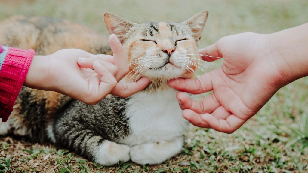 How to Tell If Your Cat Is Happy: Signs of a Content Cat