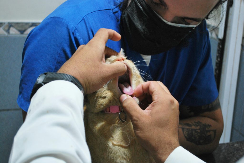 How to Tell If Your Cat Is in Pain: Signs Every Owner Should Know