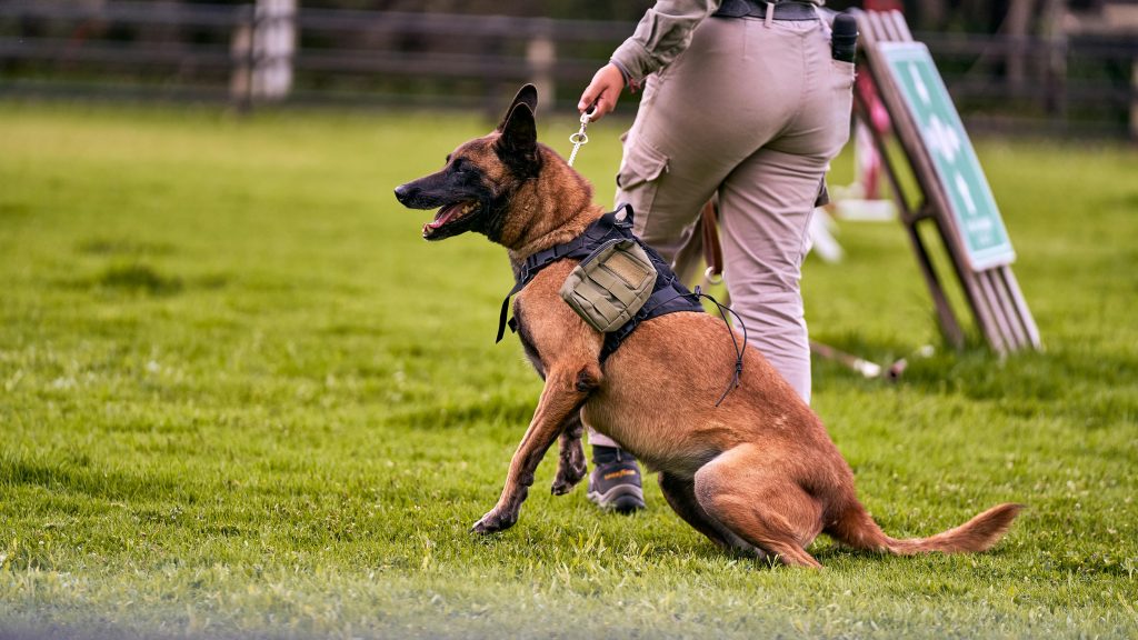 How to Train a Dog Basic Commands Every Dog Should Know