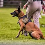 How to Train a Dog: Basic Commands Every Dog Should Know