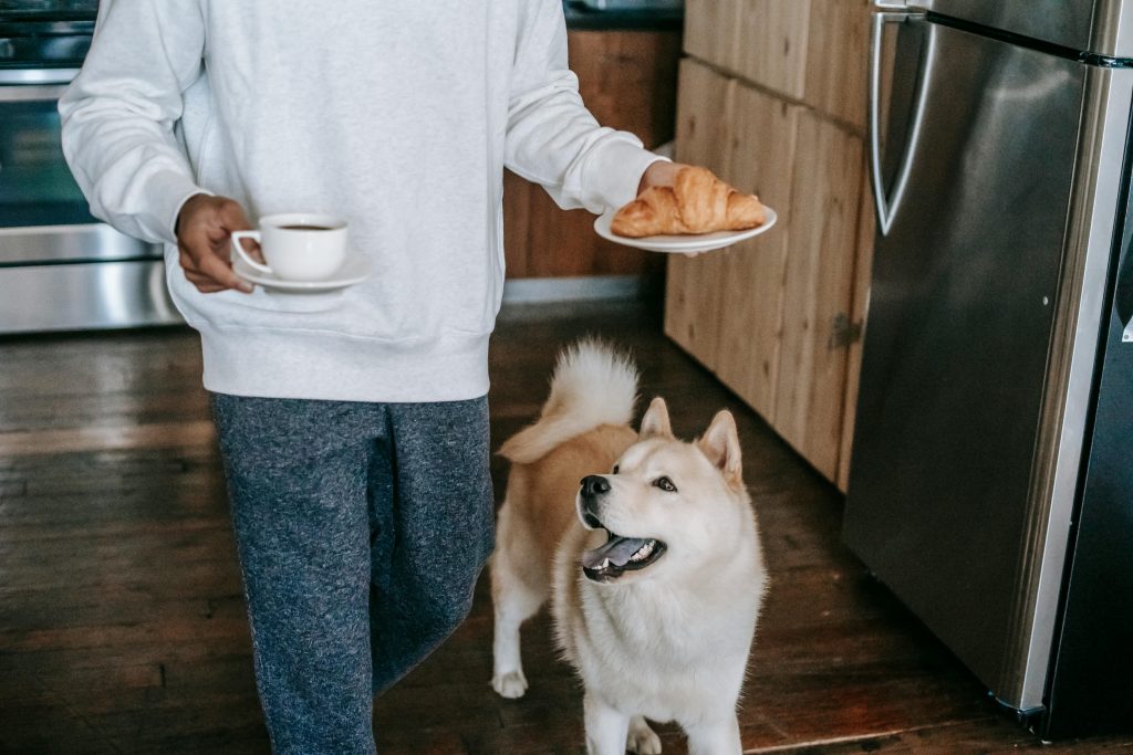 Human Foods That Are Safe for Dogs — and Which to Avoid